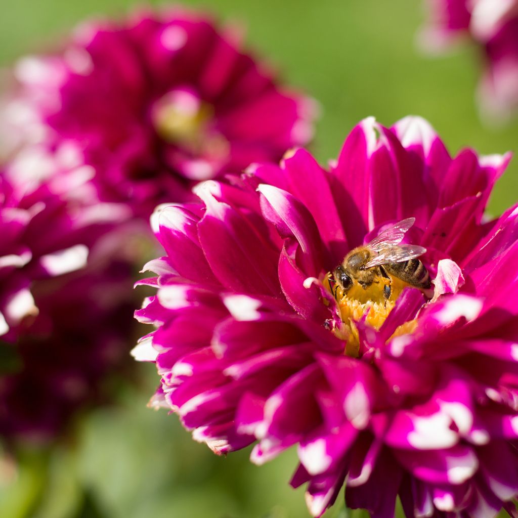 Dahlia décoratif Mystery Day