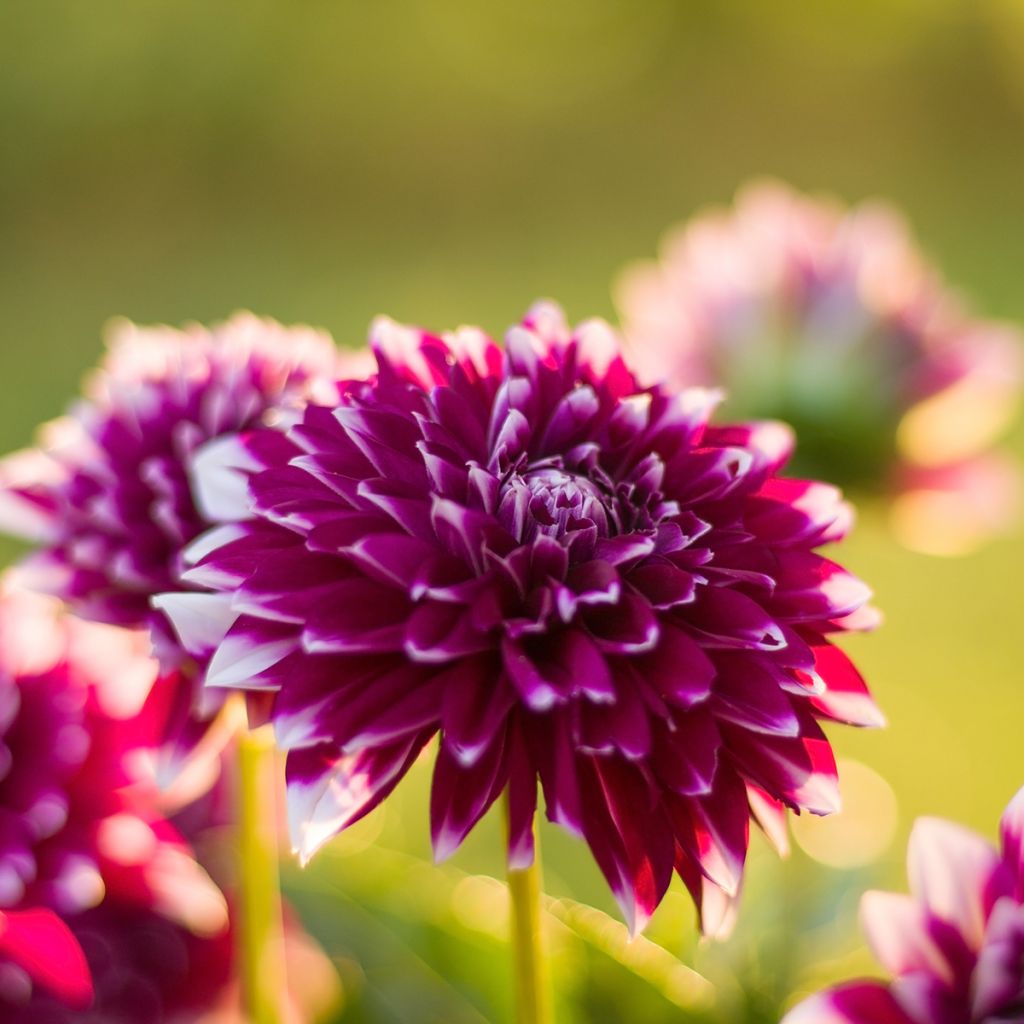 Dahlia décoratif Mystery Day