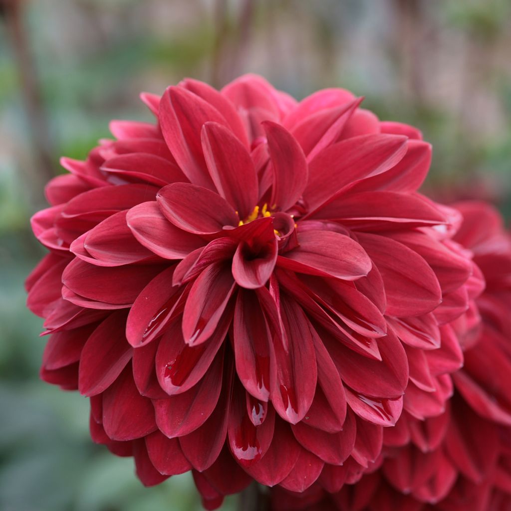 Dahlia décoratif Obama