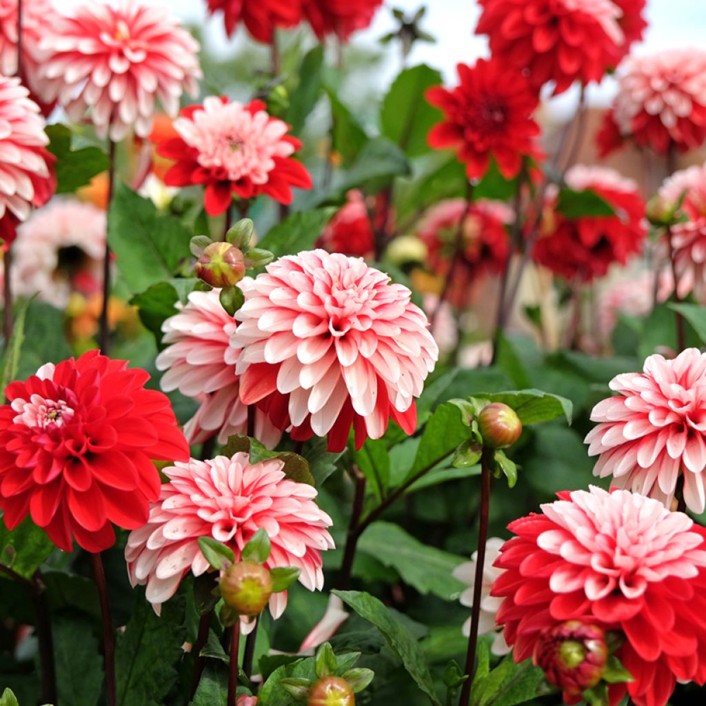 Dahlia décoratif Pacific time