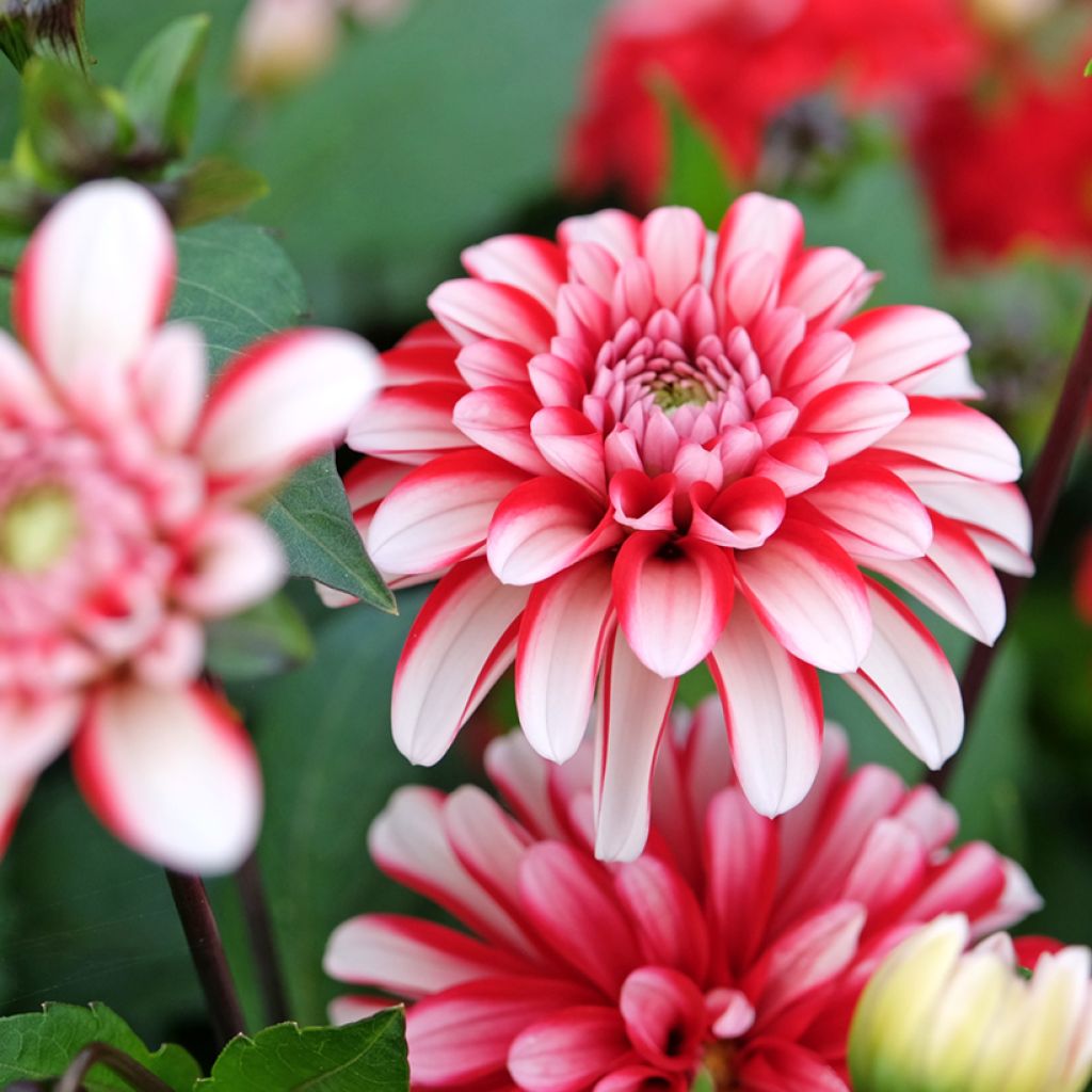 Dahlia décoratif Pacific time