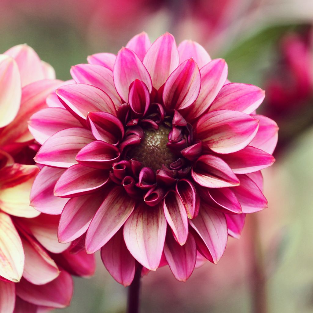 Dahlia décoratif Seniors Hope