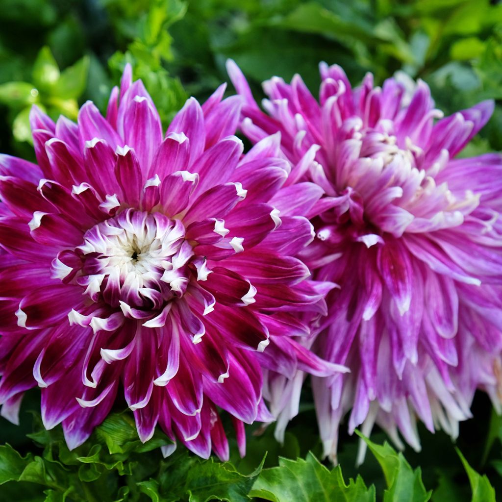 Dahlia décoratif Vancouver