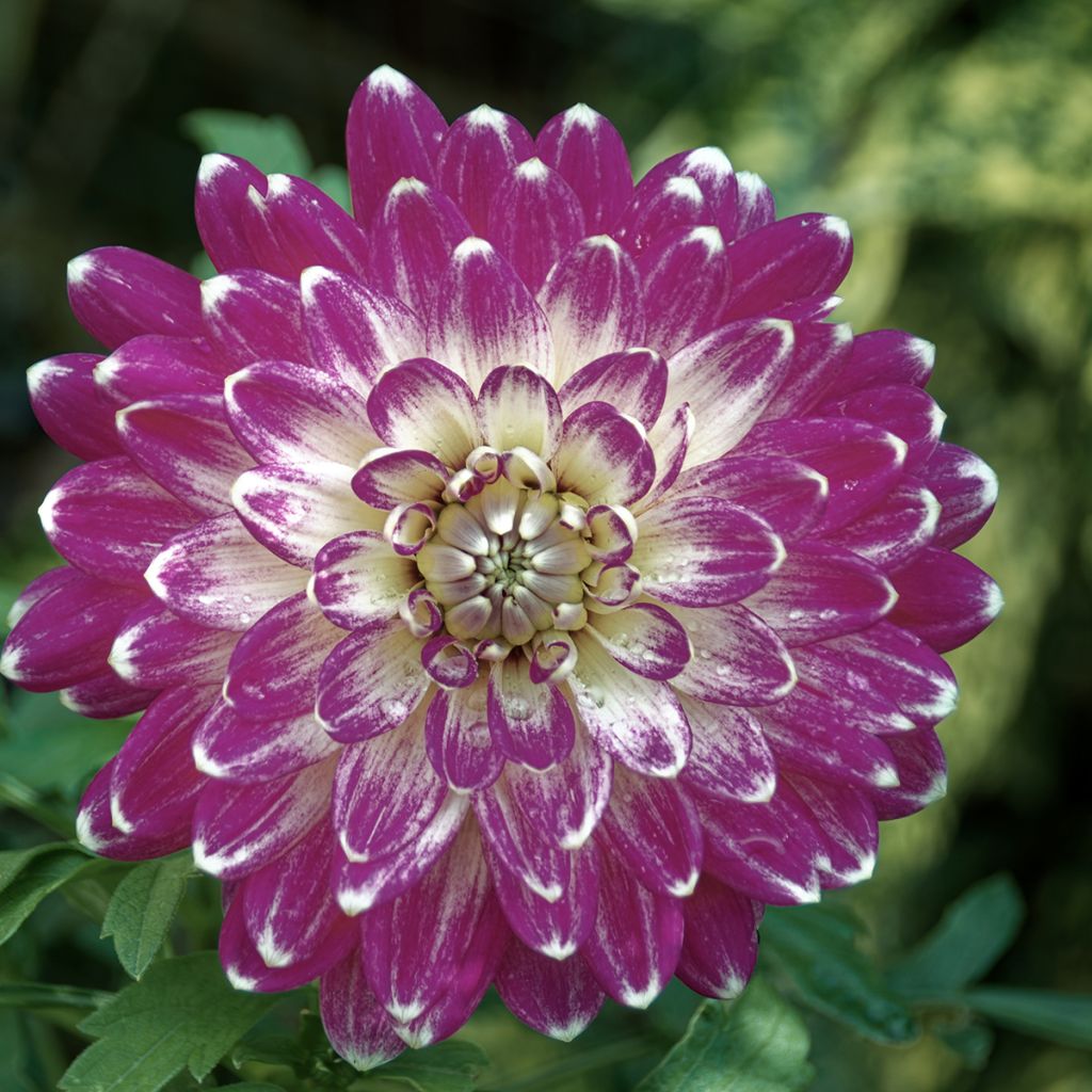 Dahlia décoratif Vancouver