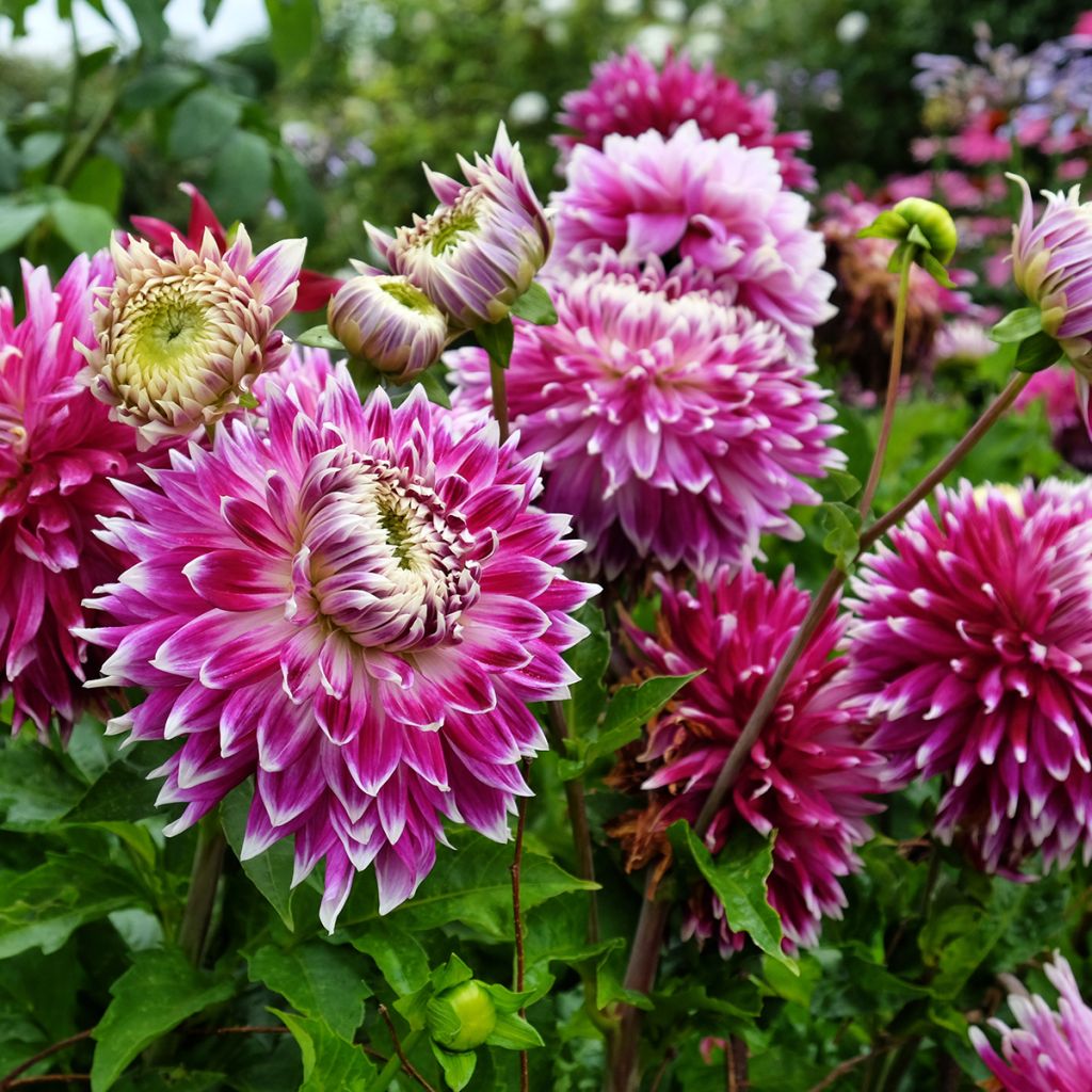 Dahlia décoratif Vancouver