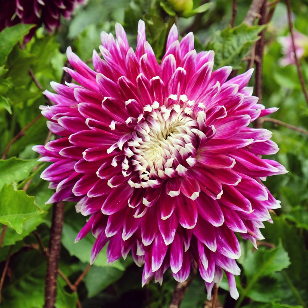 Dahlia décoratif Vancouver