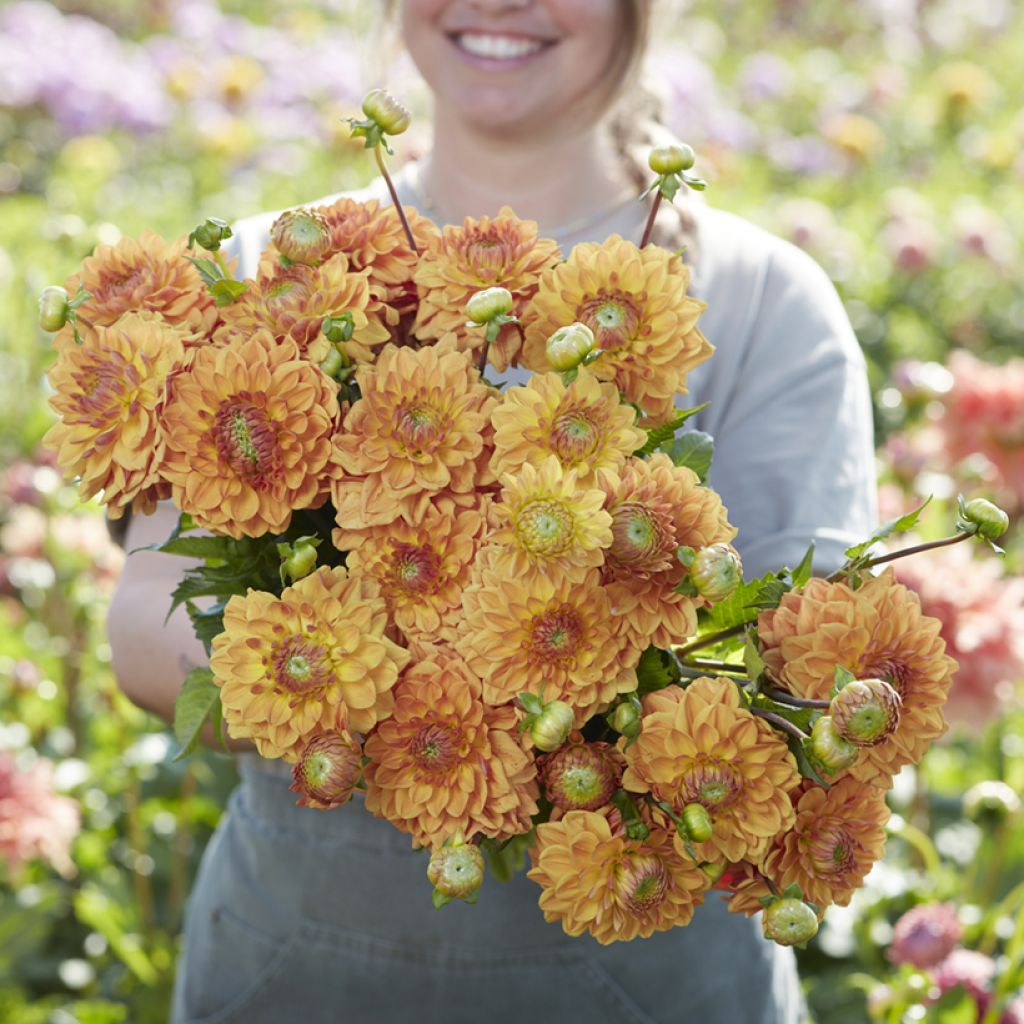 Dahlia décoratif à petites fleurs Caramel