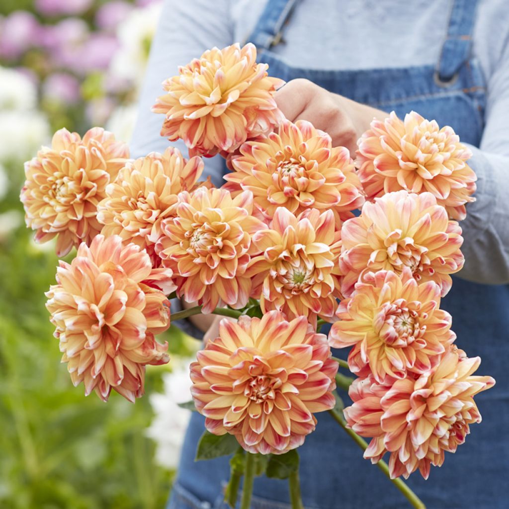 Dahlia décoratif à petites fleurs Hapet Harmony