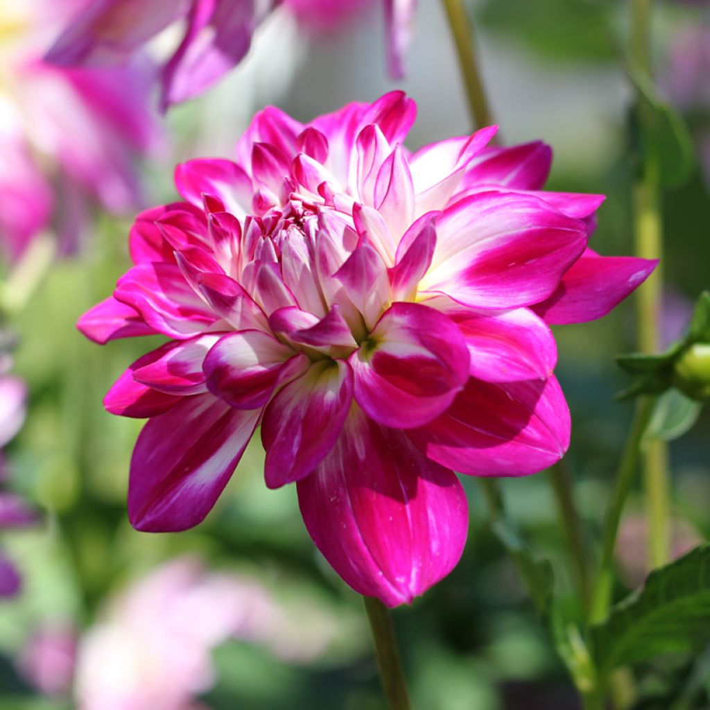Dahlia décoratif à petites fleurs Saint Martin