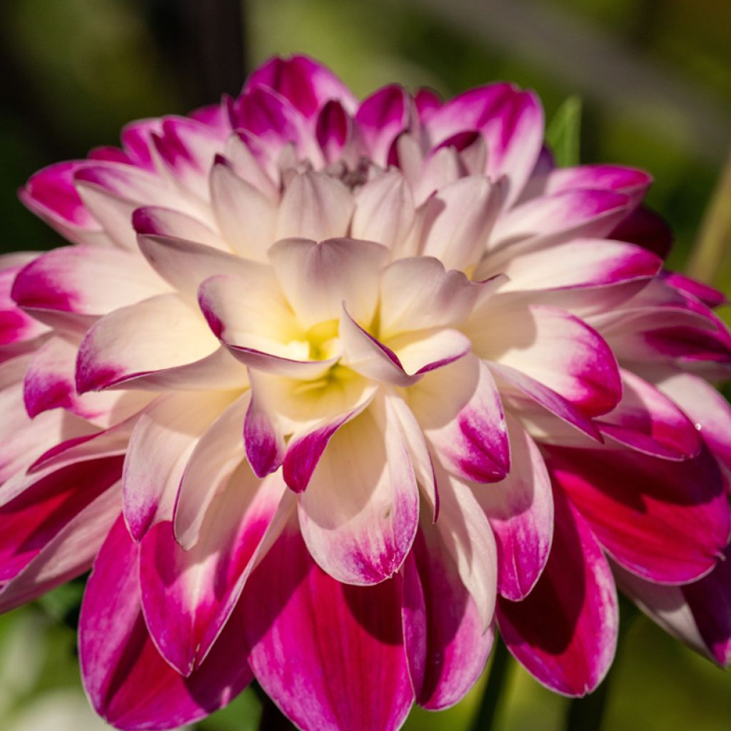 Dahlia décoratif à petites fleurs Saint Martin