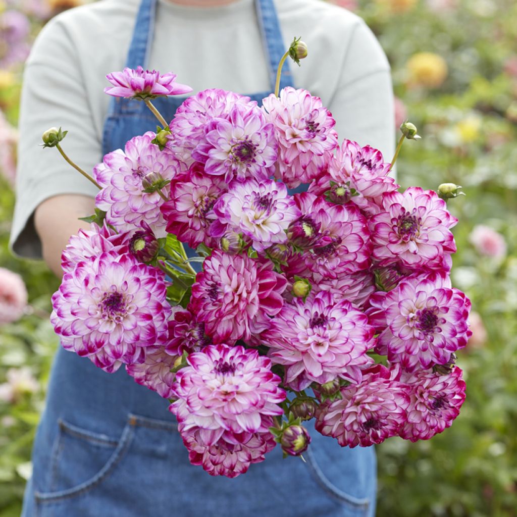 Dahlia décoratif à petites fleurs Stardust