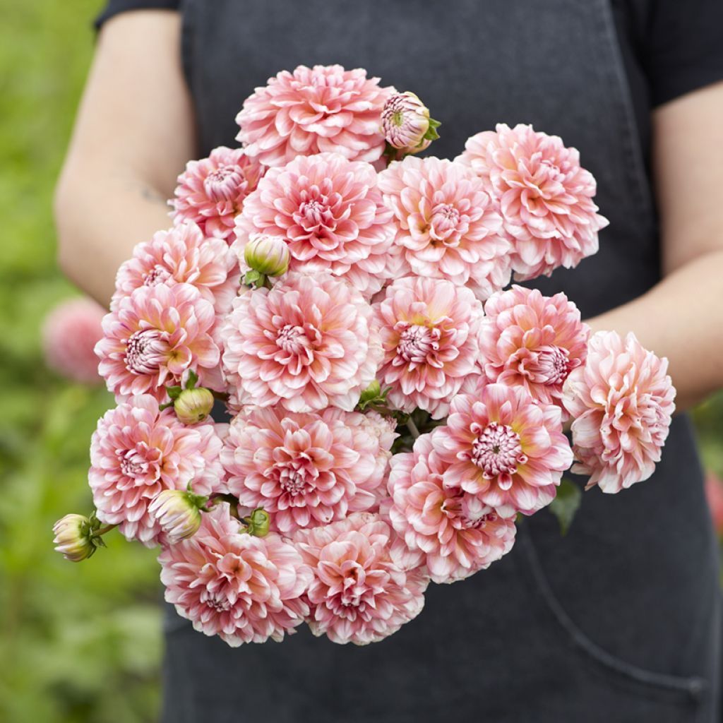 Dahlia décoratif à petites fleurs Trustfull