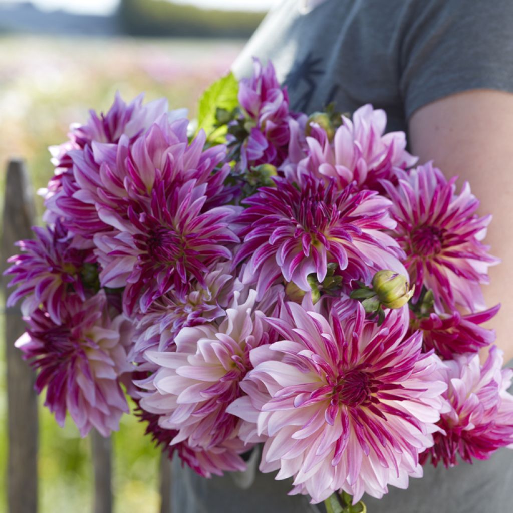 Dahlia décoratif à petites fleurs Violet Dance