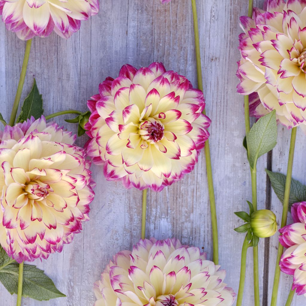 Dahlia décoratif à petites fleurs Aphrodite