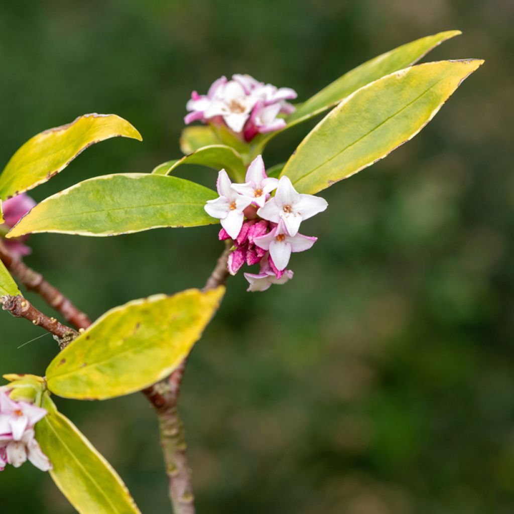 Daphne Perfume Princess - Daphné parfumé