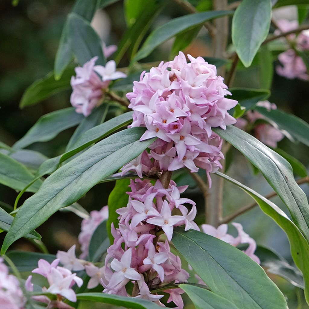 Daphne Spring Beauty