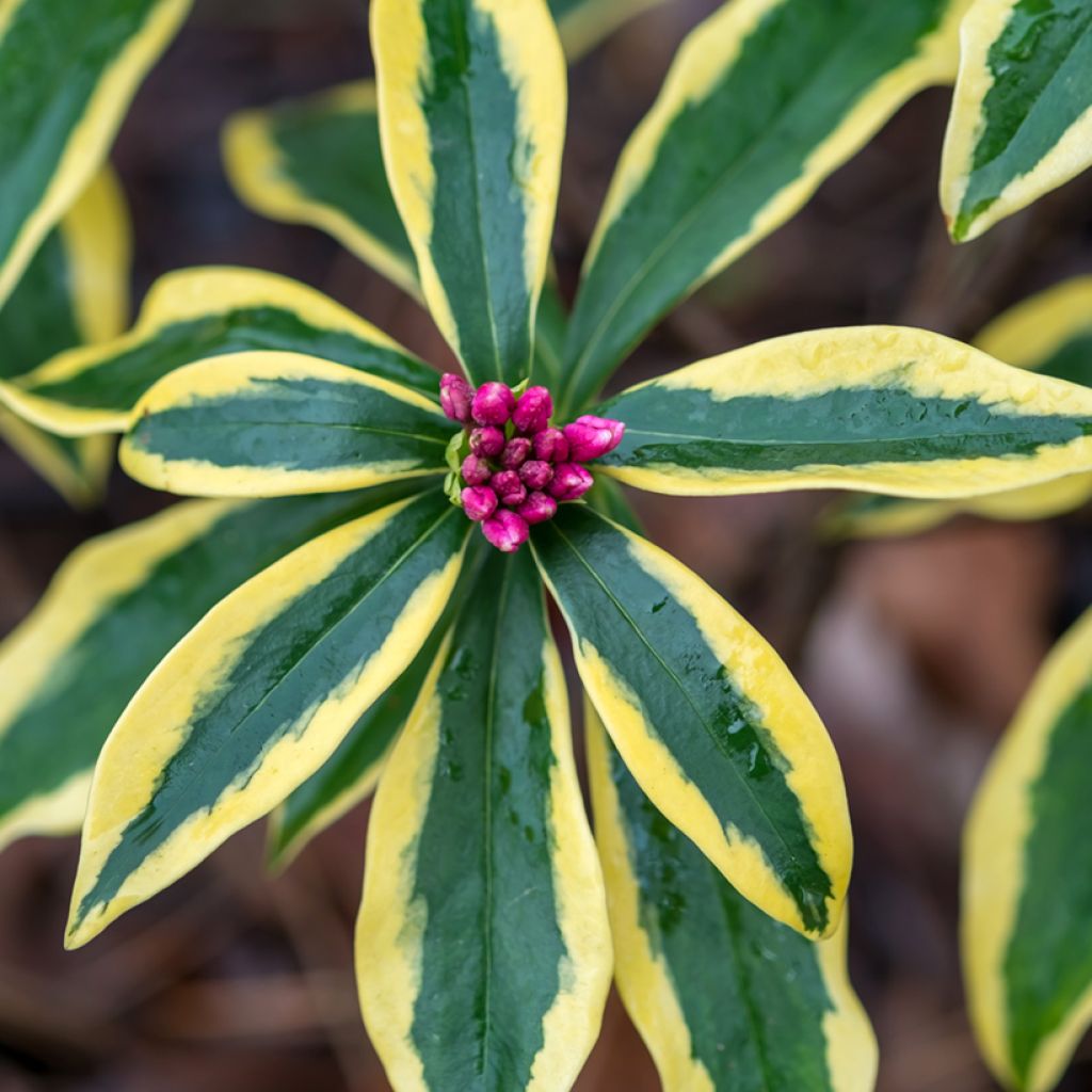 Daphne odora Marianni (Rogbret)