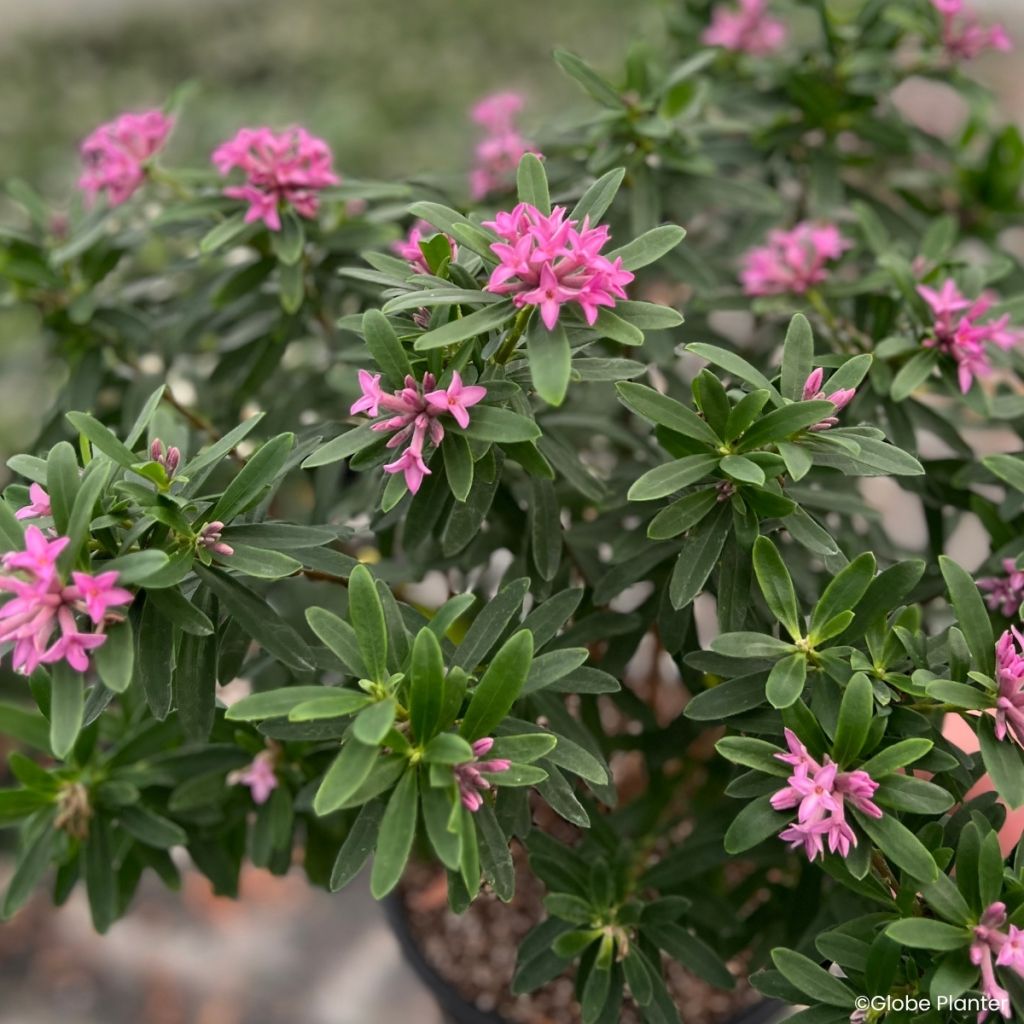 Daphne x transatlantica Bella Rose