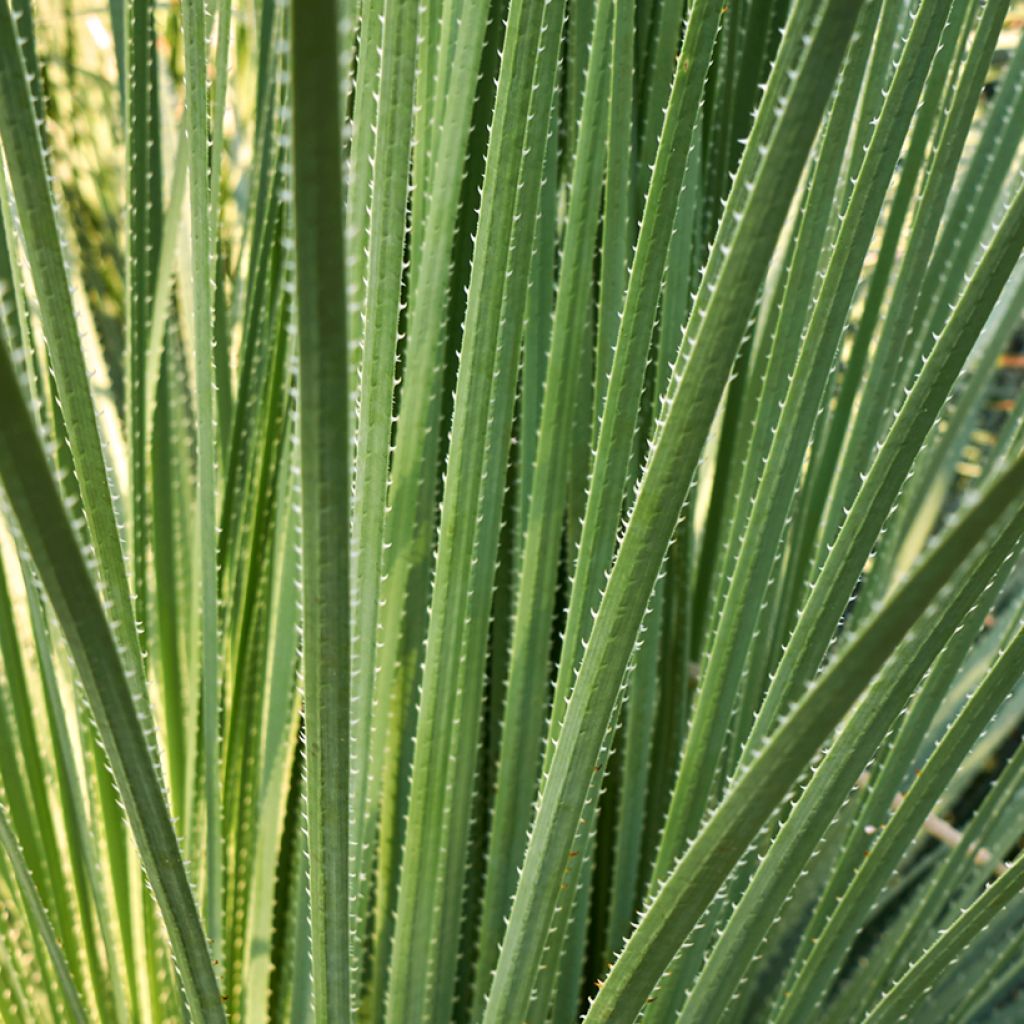 Dasylirion acrotrichum - Dasylire acrotriche