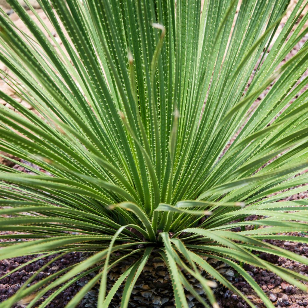 Dasylirion acrotrichum - Dasylire acrotriche