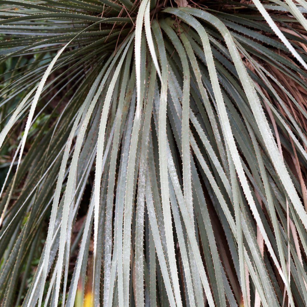 Dasylirion glaucophyllum