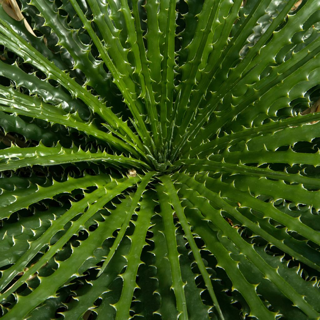 Dasylirion leiophyllum - Dasylire ou Sotol vert