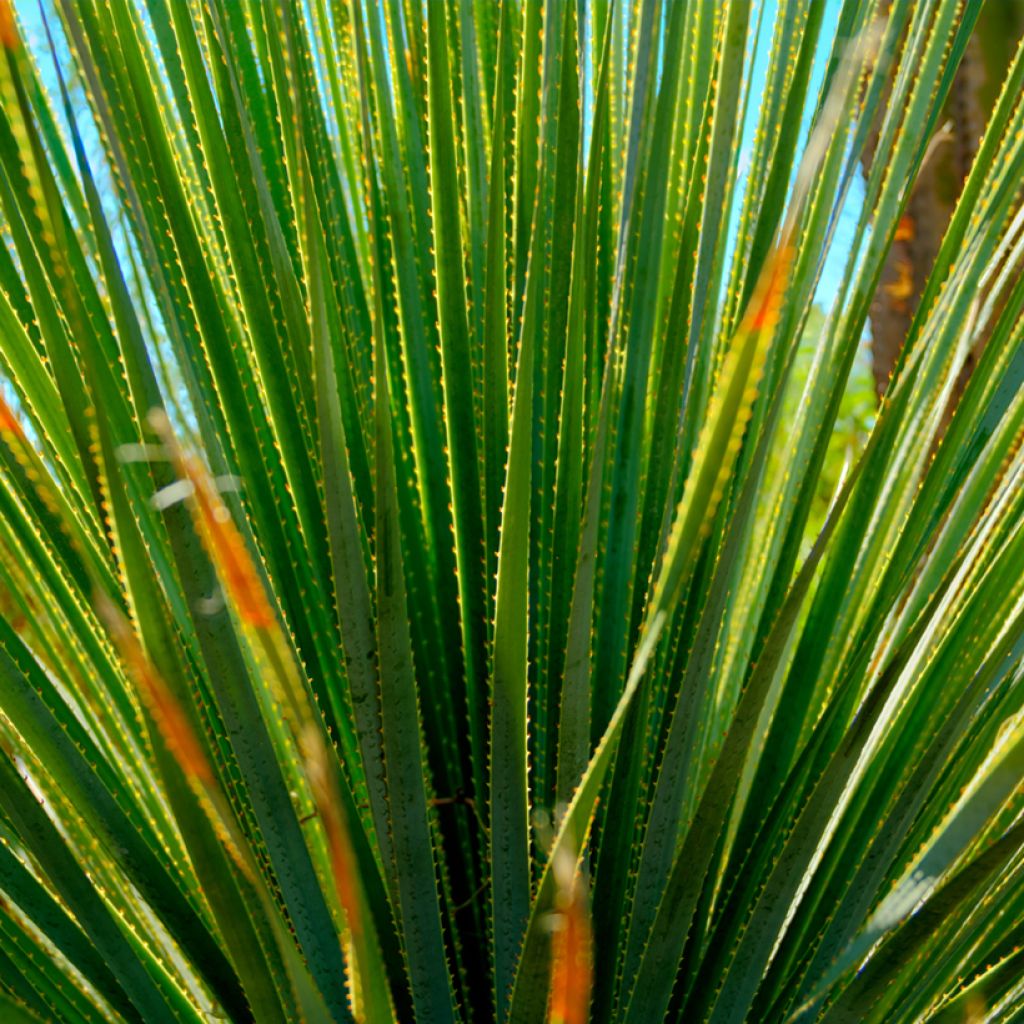 Dasylirion quadrangulatum - Dasylire ou Sotol quadrangulaire