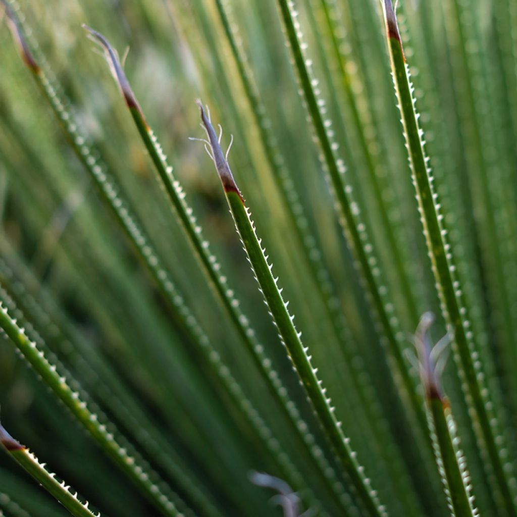 Dasylirion serratifolium - Dasylire, Sotol