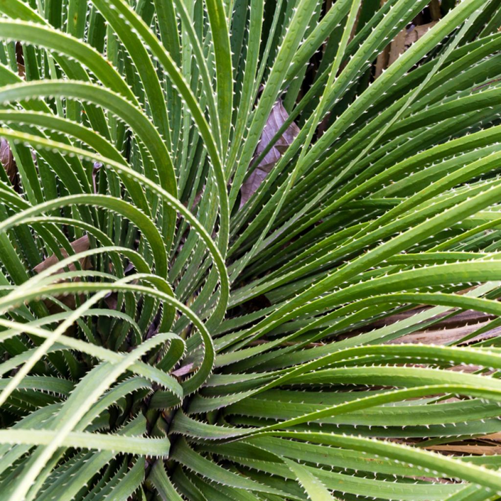 Dasylirion serratifolium - Dasylire, Sotol