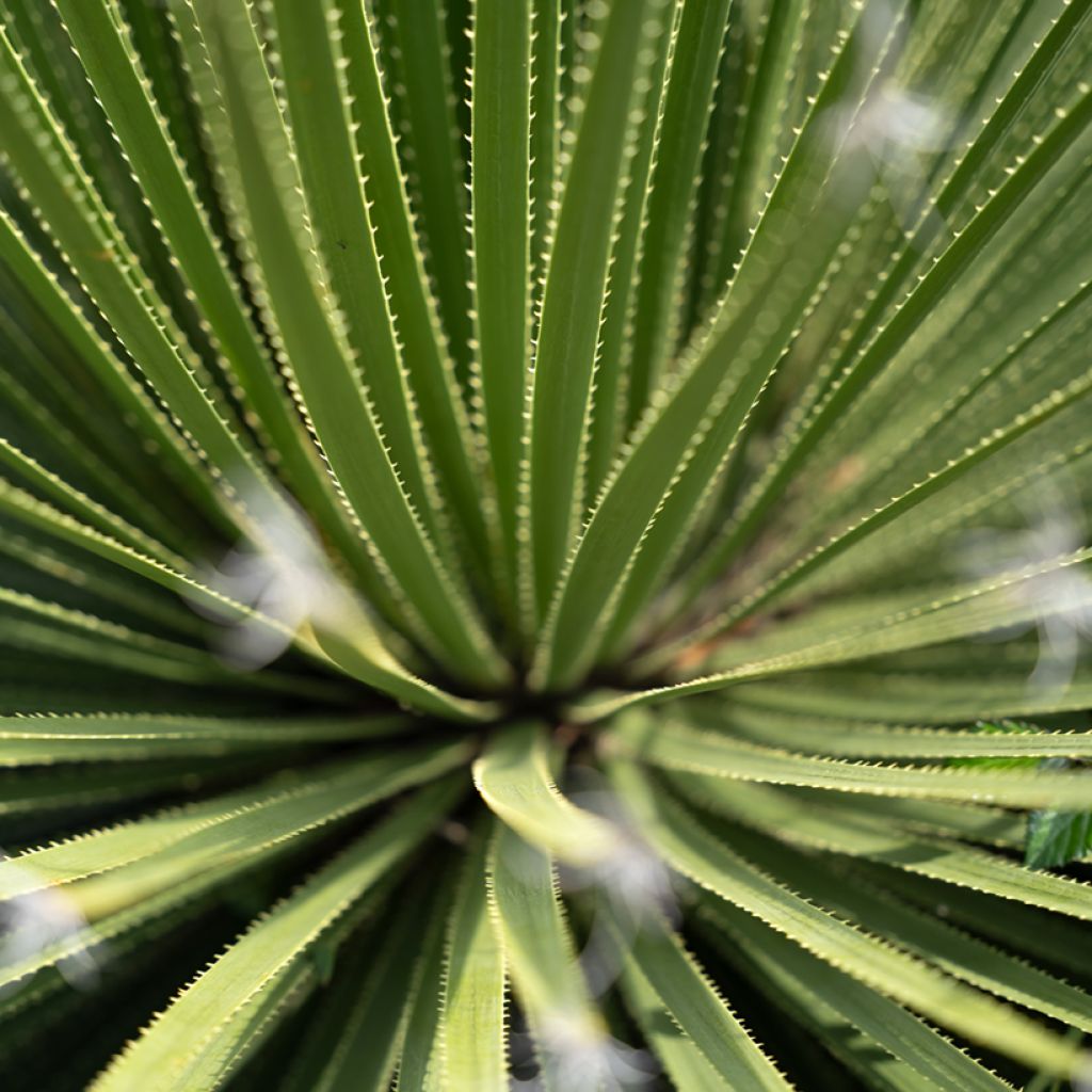 Dasylirion texanum - Sotol du Texas