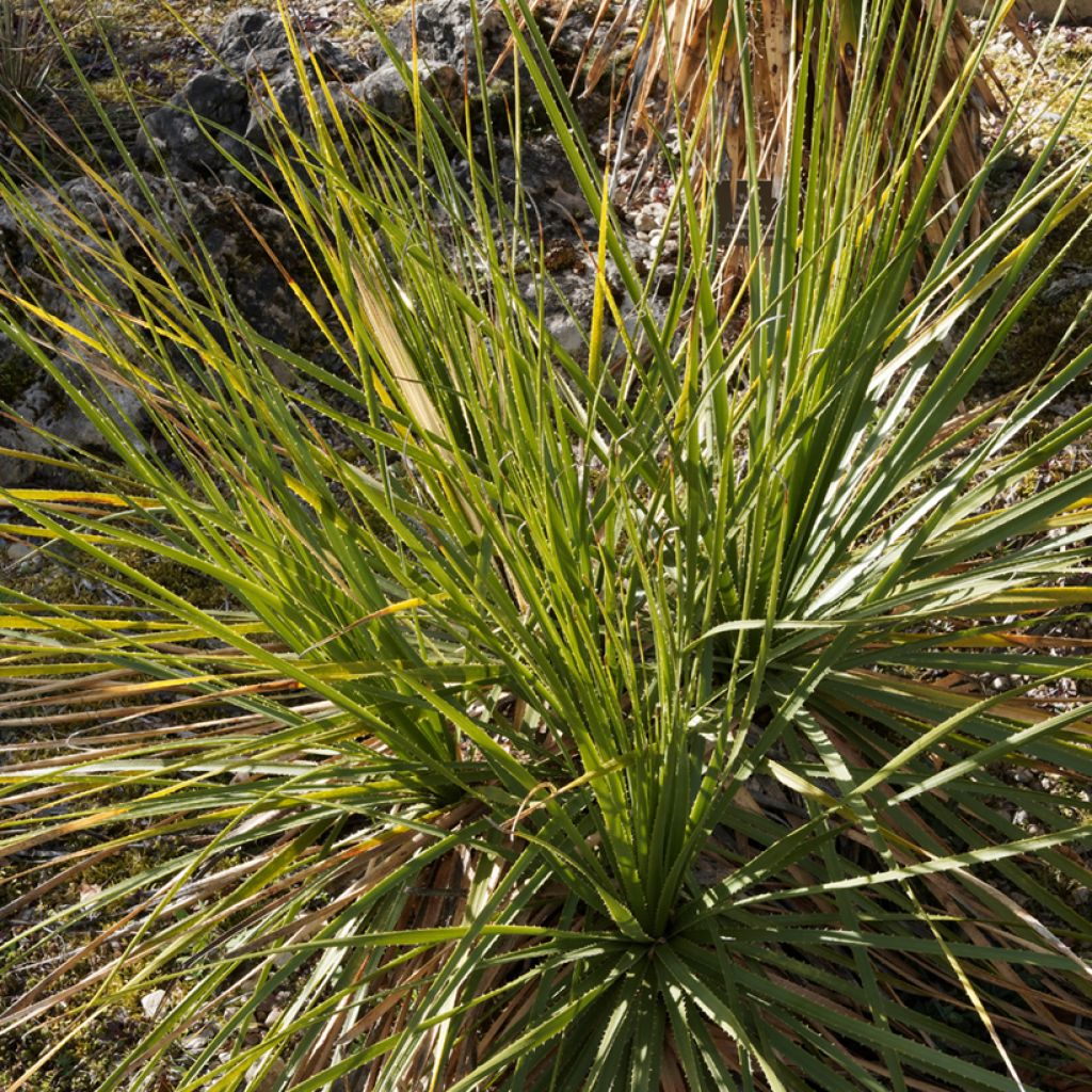 Dasylirion texanum - Sotol du Texas