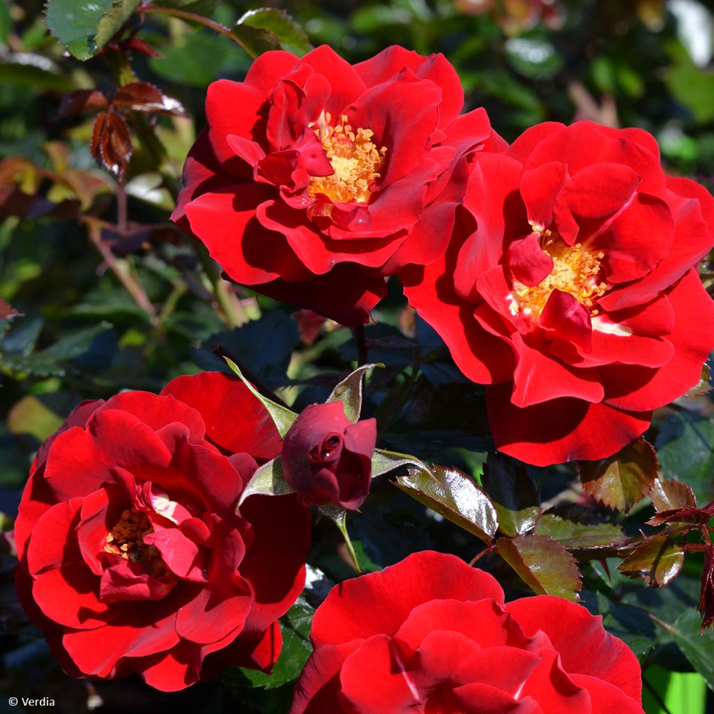 Rosier Décorosier® New Vesuvia®