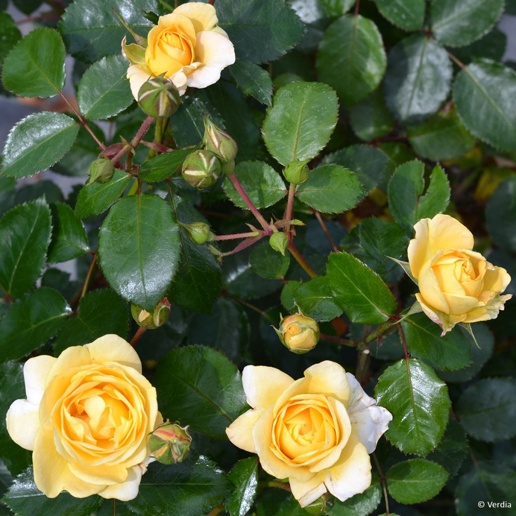 Rosier Decorosier® Soleya® (Noa71610)