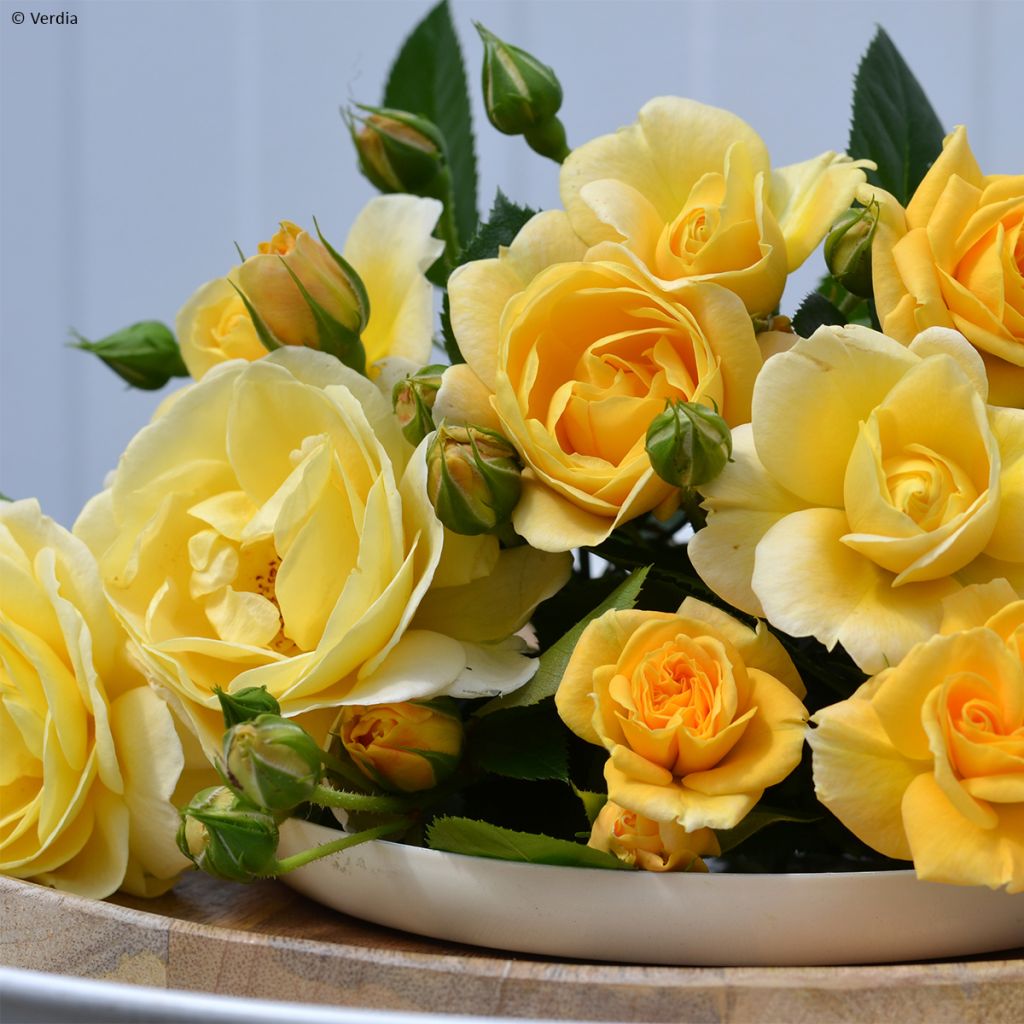 Rosier Decorosier® Soleya® (Noa71610)