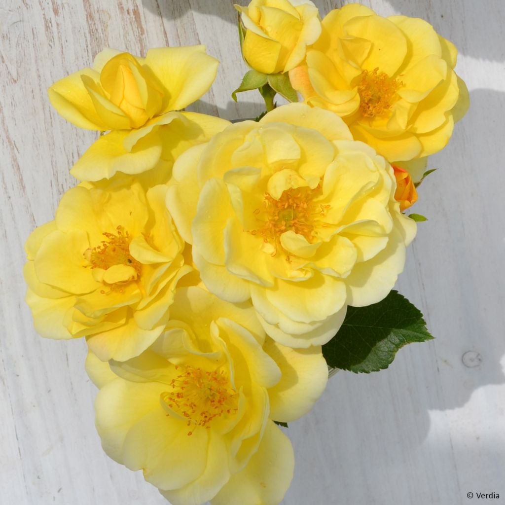 Rosier Decorosier® Soleya® (Noa71610)