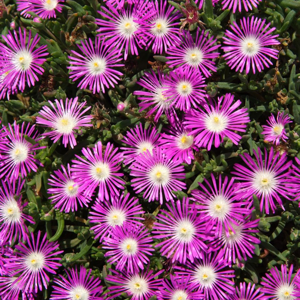 Graines de Pourpier de Cooper Stardust - Delosperma floribundum 