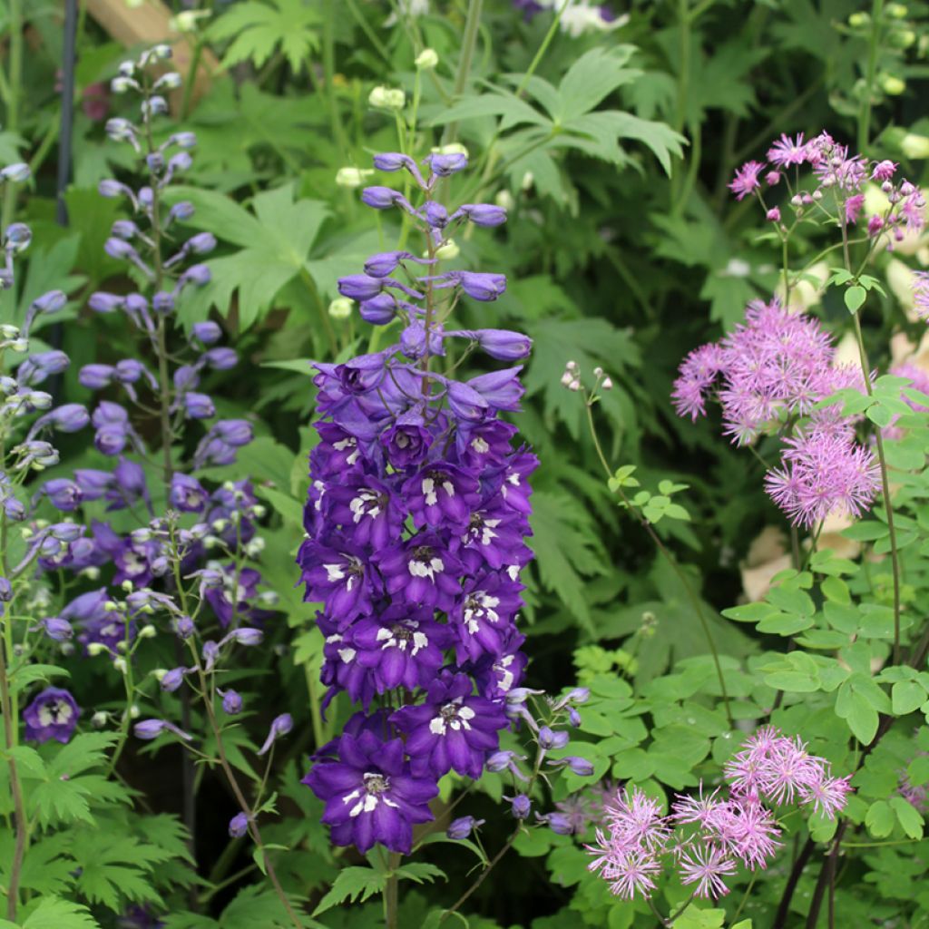 Delphinium Dark Blue-White Bee - Pied d'Alouette vivace