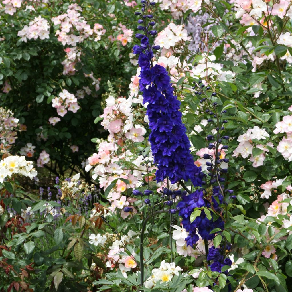 Delphinium Pacific Black Knight - Pied d'Alouette vivace
