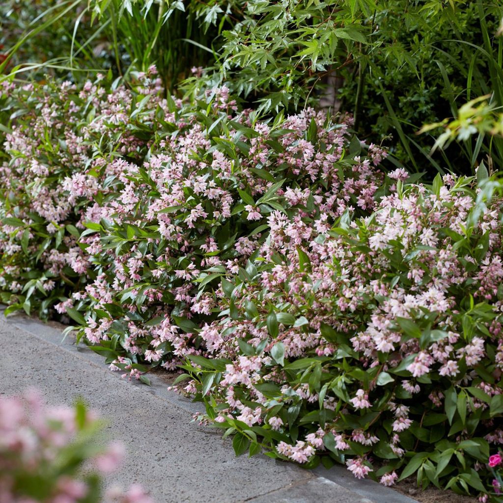Deutzia Million Stars Pink Carpet