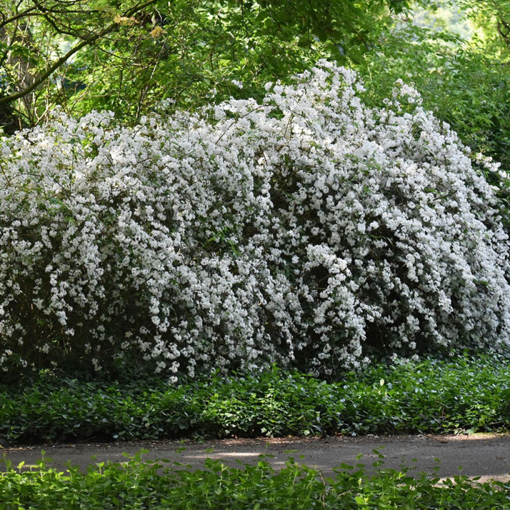 Deutzia crenata Pride of Rochester