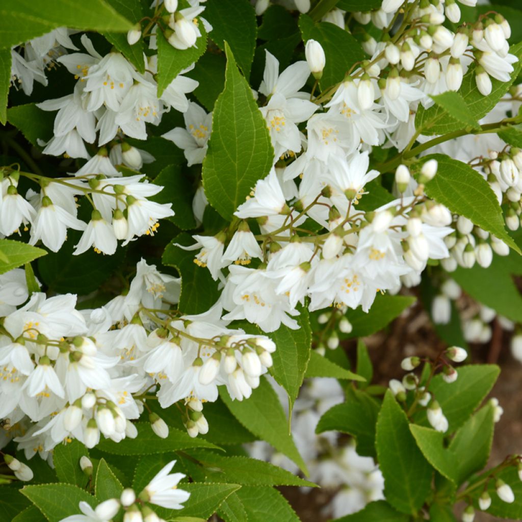 Deutzia gracilis - Deutzie