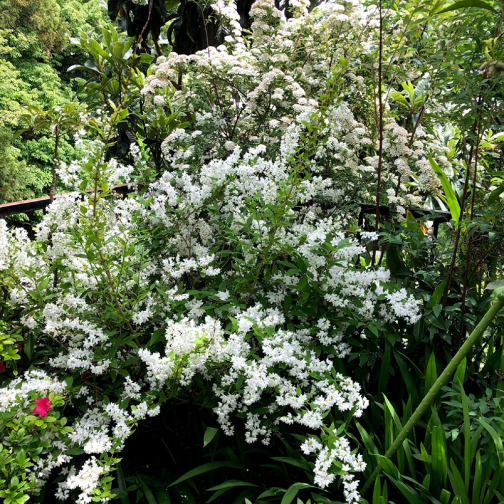 Deutzia gracilis - Deutzie