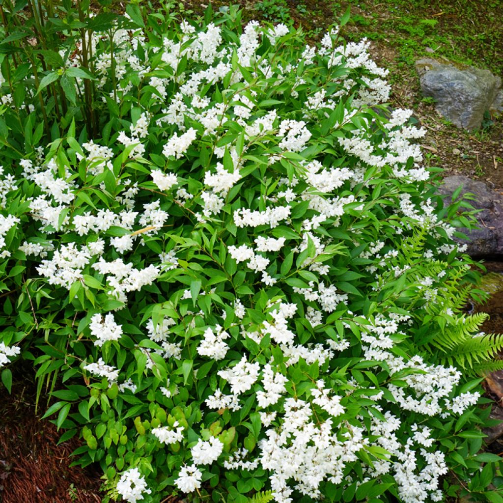 Deutzia gracilis - Deutzie
