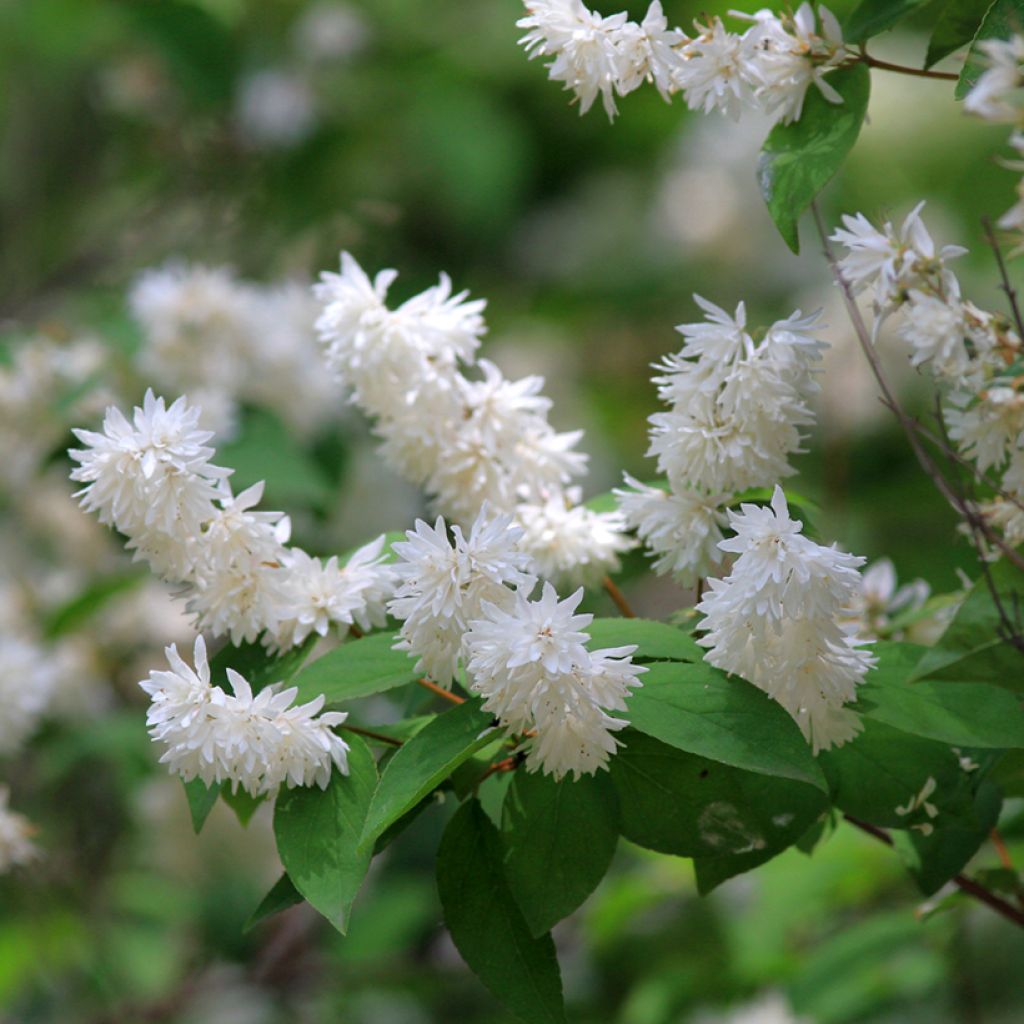Deutzia magnifica - Deutzie