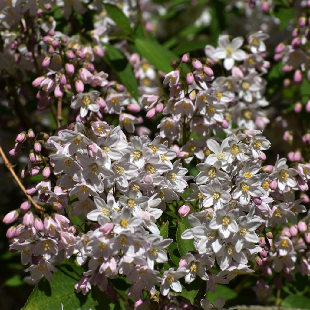 Deutzia rosea Campanulata