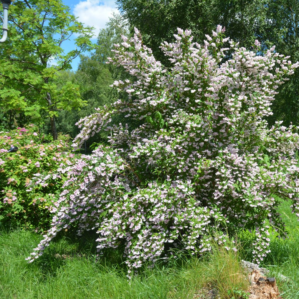 Deutzia scabra Codsall Pink - Deutzie