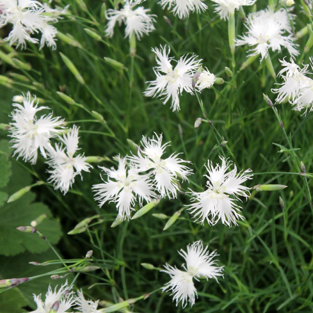 Dianthus arenarius - Oeillet des sables