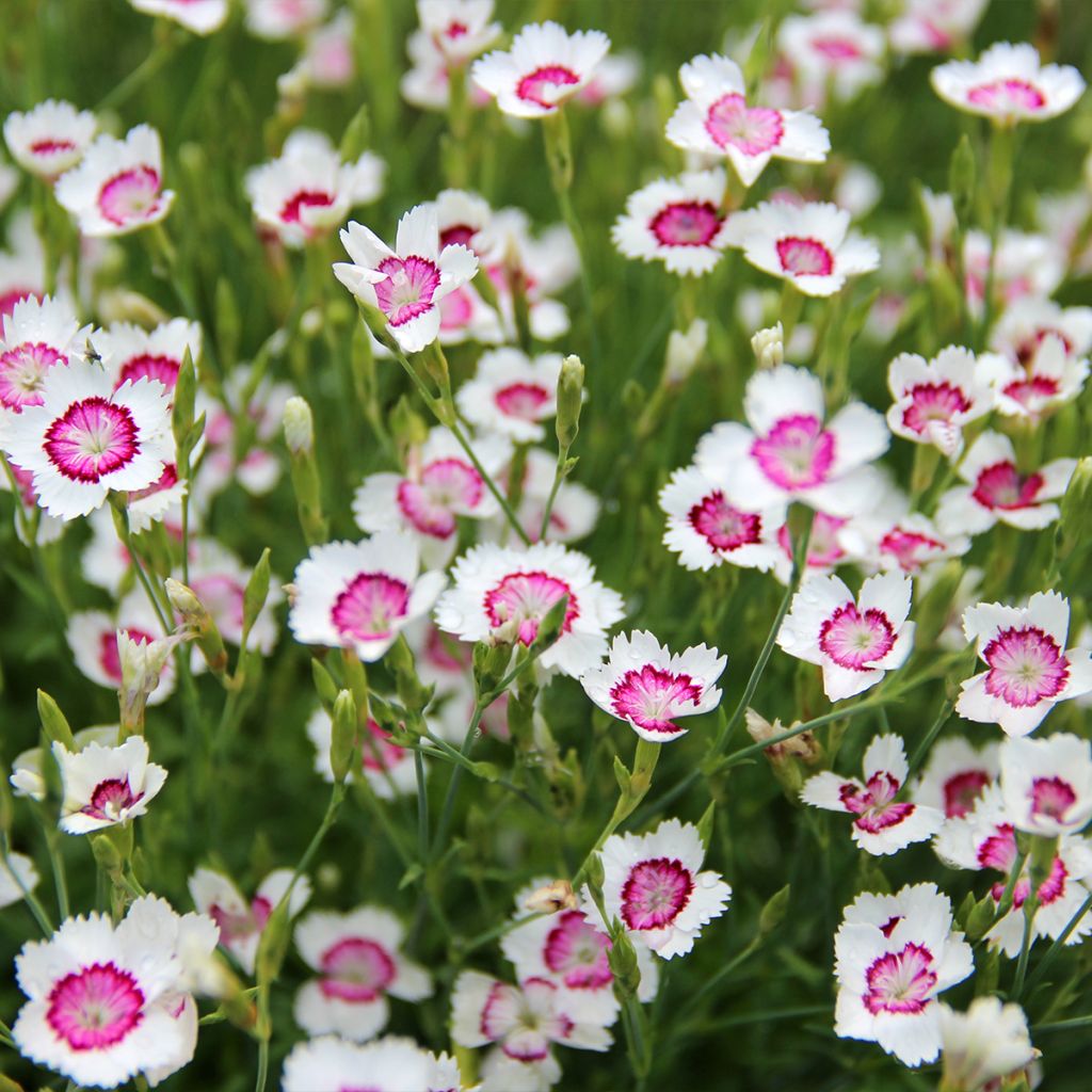 Dianthus deltoides Arctic Fire - Oeillet à delta