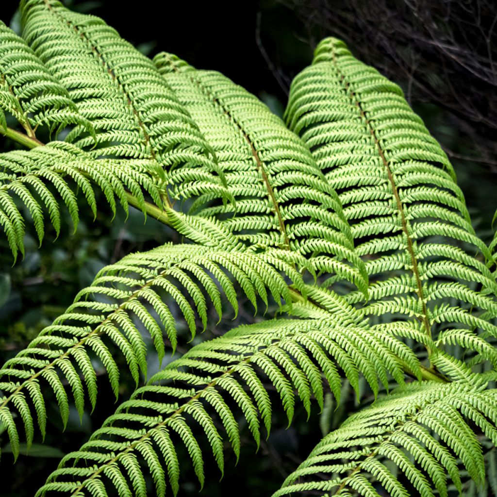 Dicksonia squarrosa - Fougère arborescente 