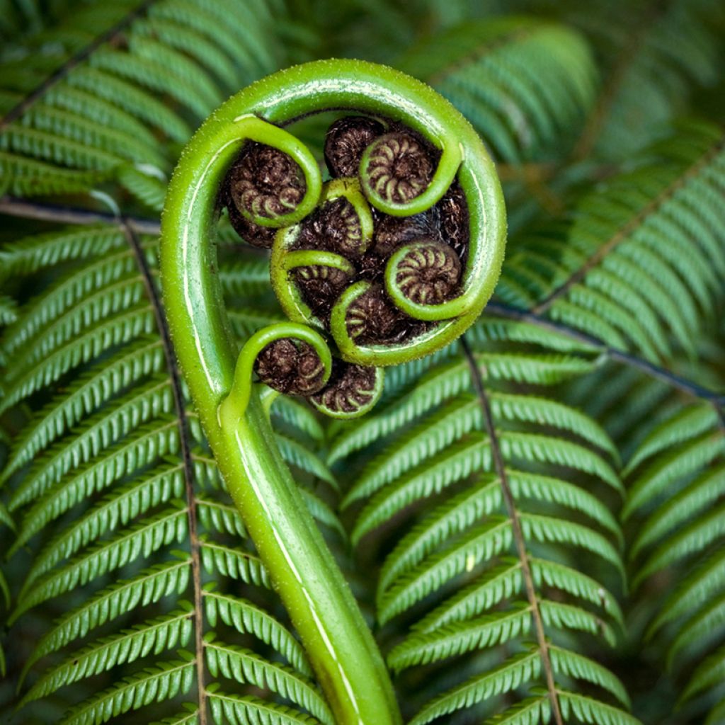 Dicksonia squarrosa - Fougère arborescente 